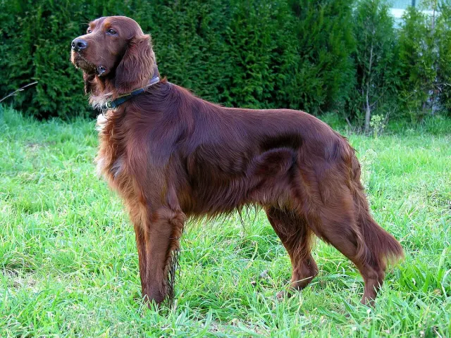 Photo of the Irish Red Setter dog breed