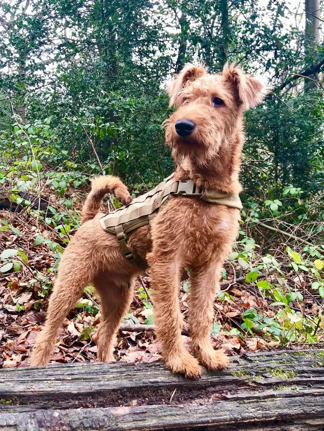 Photo of the Irish Terrier dog breed