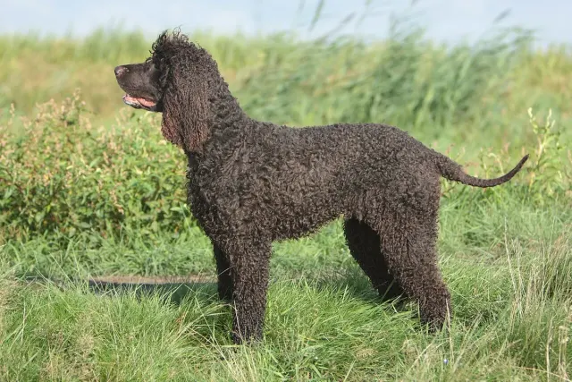 Photo of the Irish Water Spaniel dog breed