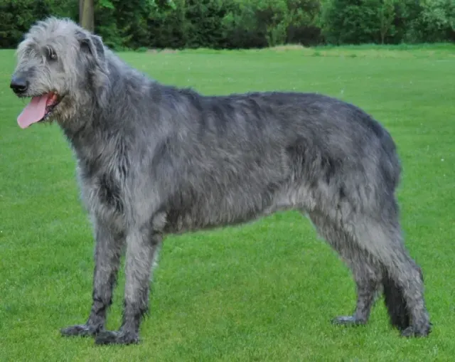 Photo of the Irish Wolfhound dog breed