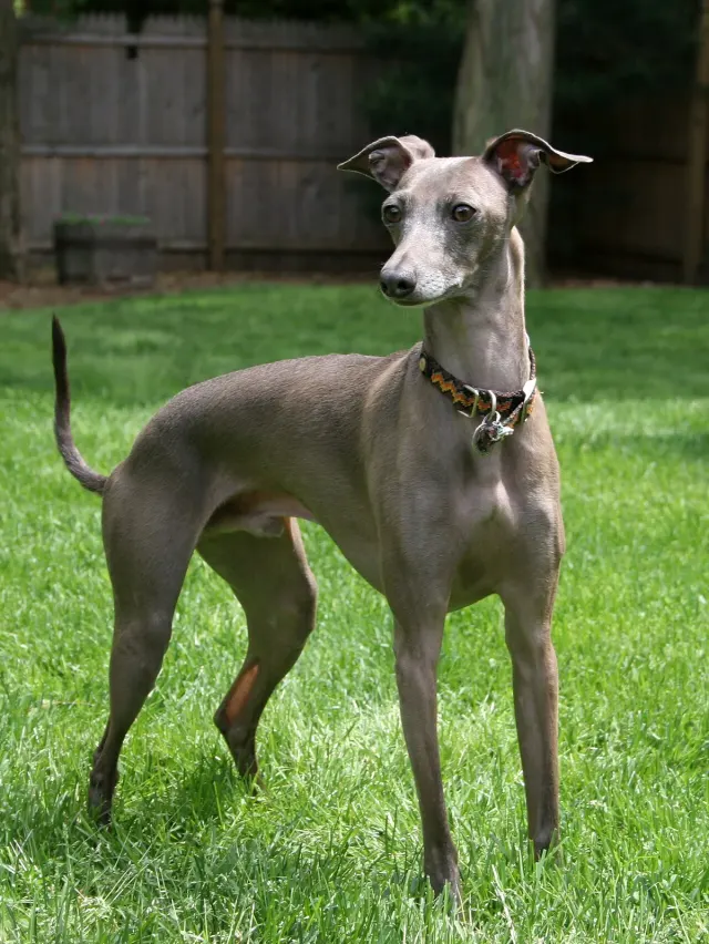 Photo of the Italian Greyhound dog breed
