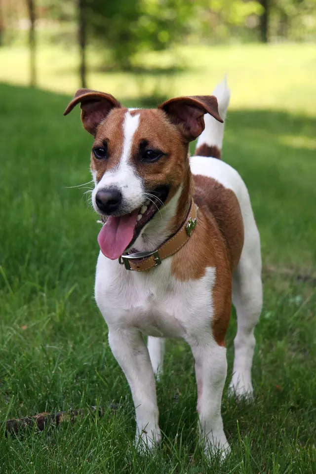 Photo of the Jack Russell Terrier dog breed