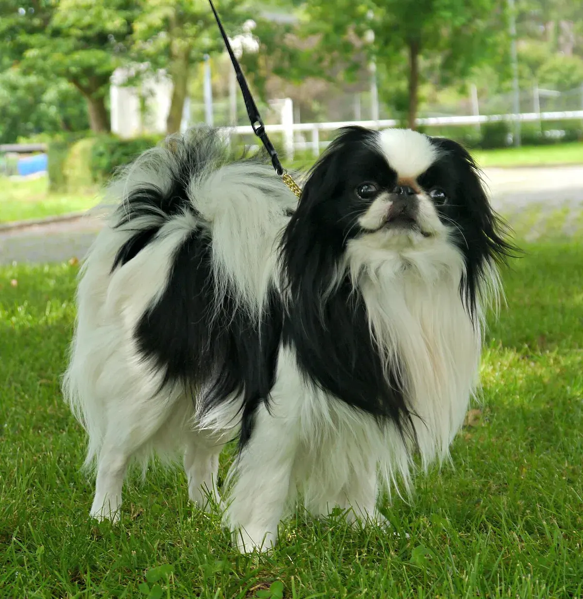 Photo of the Japanese Chin dog breed