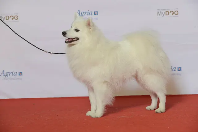 Photo of the Japanese Spitz dog breed
