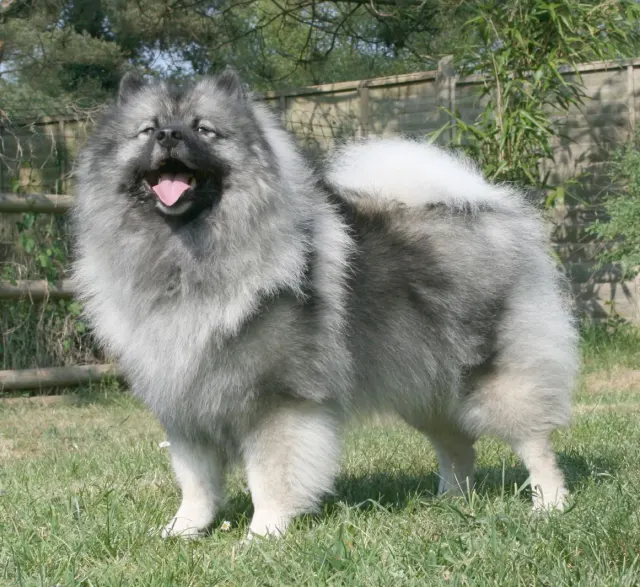 Photo of the Keeshond dog breed