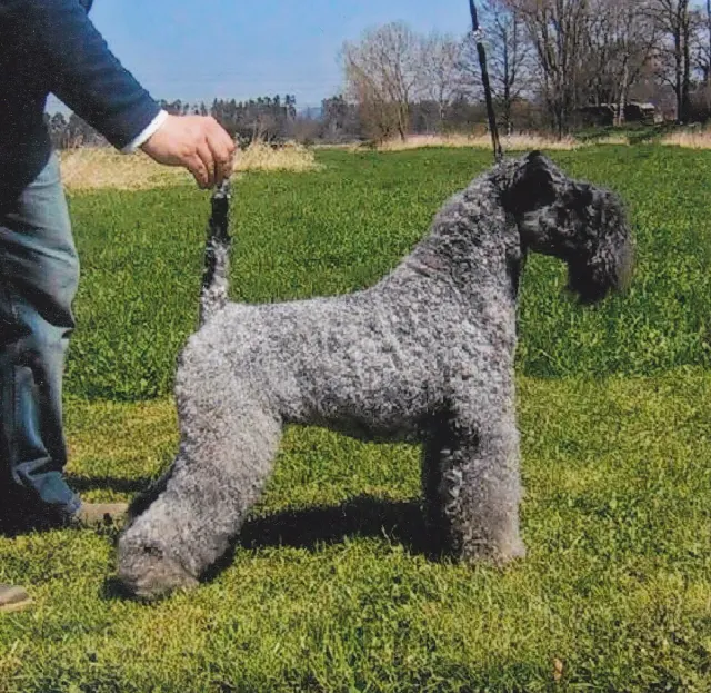 Photo of the Kerry Blue Terrier dog breed