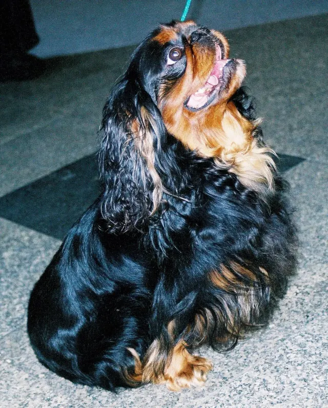 Photo of the King Charles Spaniel dog breed