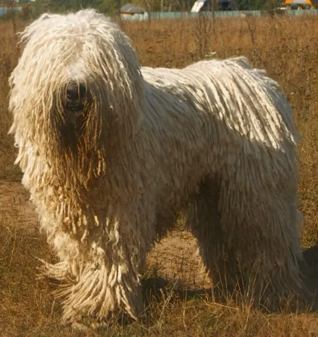 Photo of the Komondor dog breed