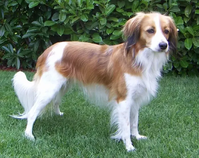 Photo of the Nederlandse Kooikerhondje dog breed