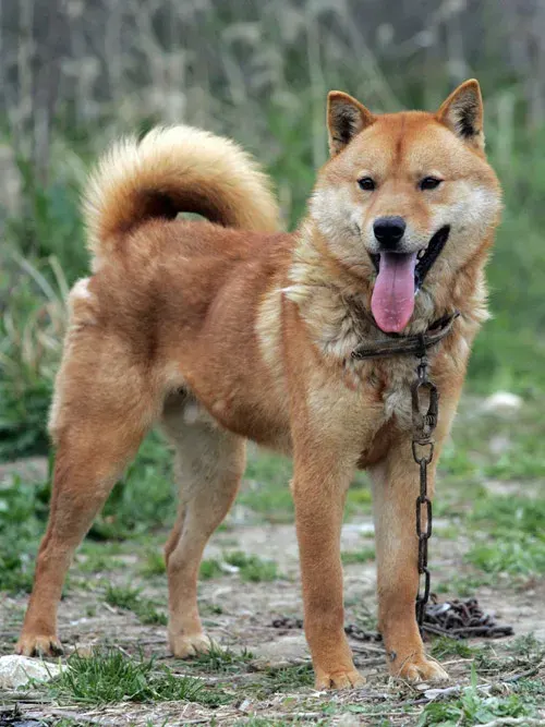Photo of the Korean Jindo dog breed