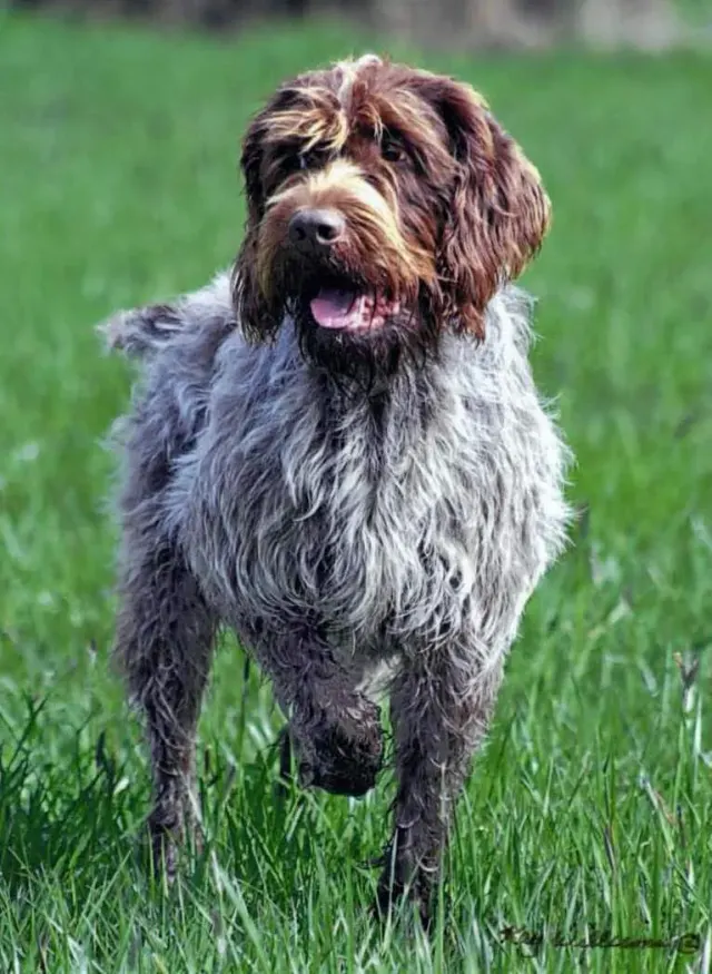 Photo of the Wirehaired Pointing Griffon dog breed