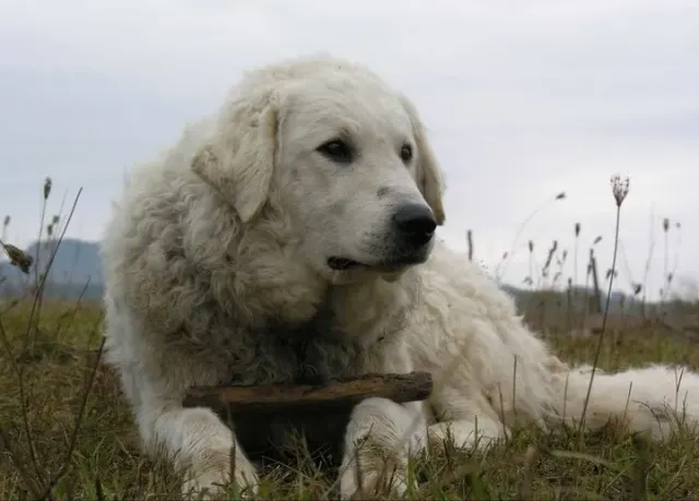 Photo of the Kuvasz dog breed