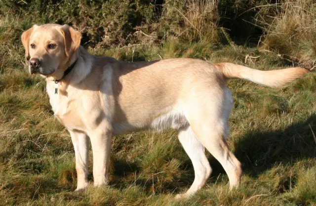 Photo of the Labrador Retriever dog breed