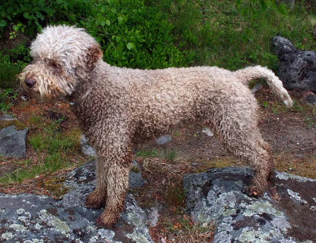 Photo of the Lagotto Romagnolo dog breed