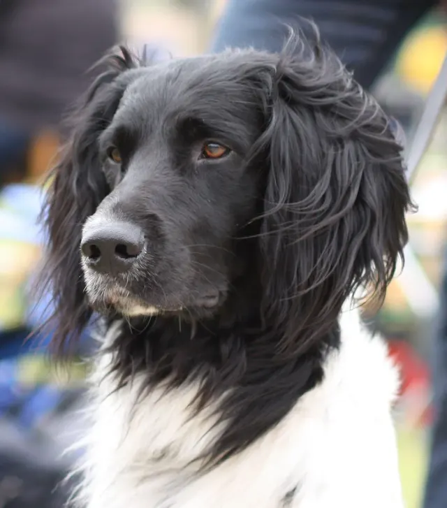 Photo of the Large Münsterländer dog breed