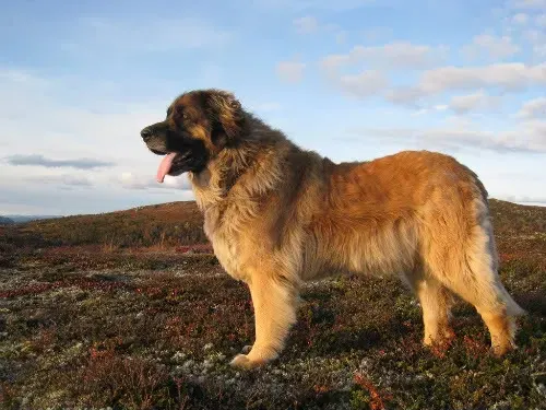 Photo of the Leonberger dog breed