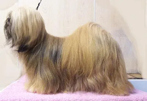 Photo of the Lhasa Apso dog breed