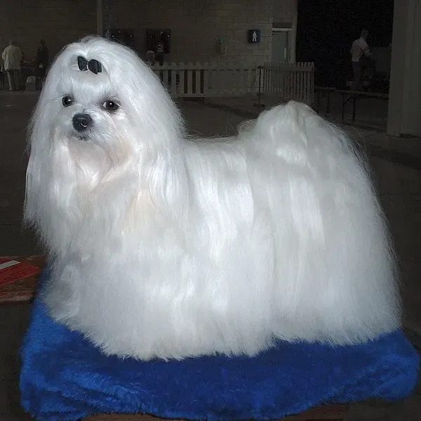 Photo of the Maltese dog breed