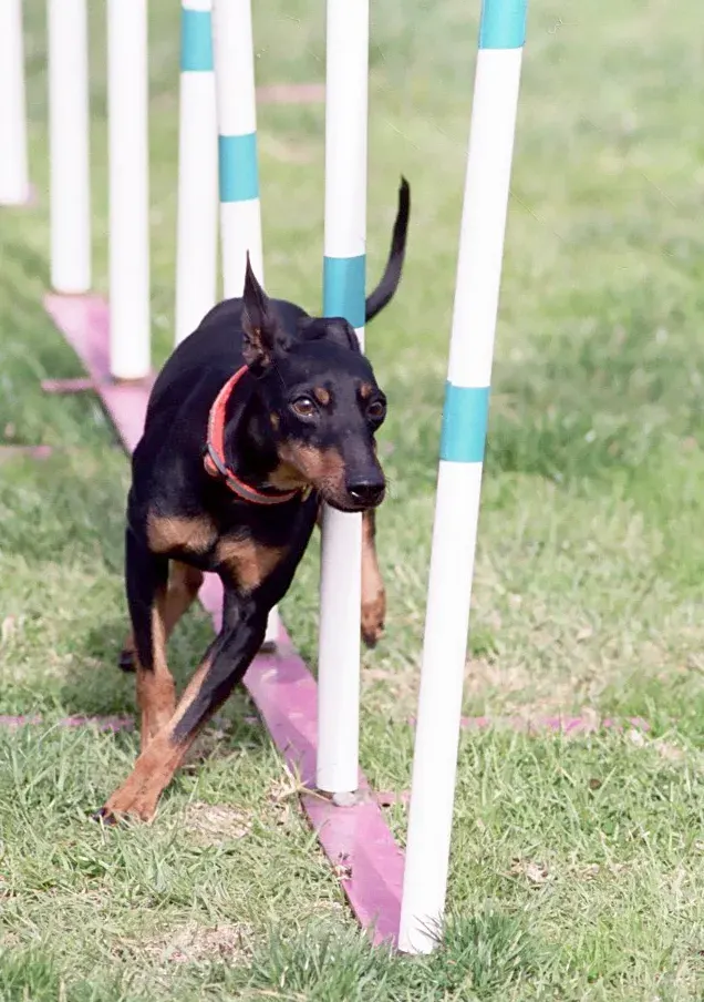 Photo of the Manchester Terrier dog breed