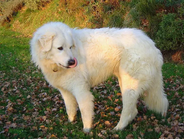 Photo of the Maremma Sheepdog dog breed
