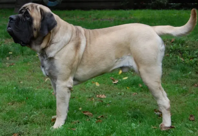 Photo of the Mastiff dog breed