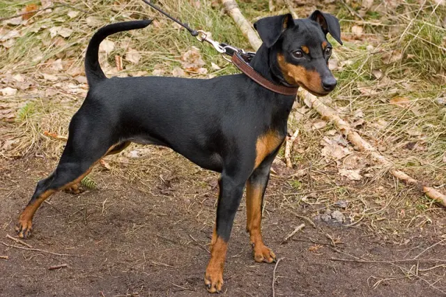 Photo of the Miniature Pinscher dog breed