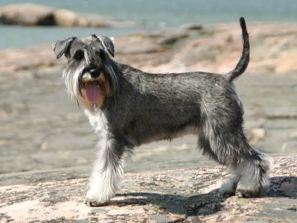 Photo d'un chien de race Schnauzer nain