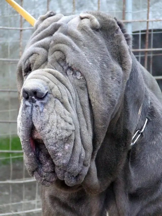 Photo of the Neapolitan Mastiff dog breed