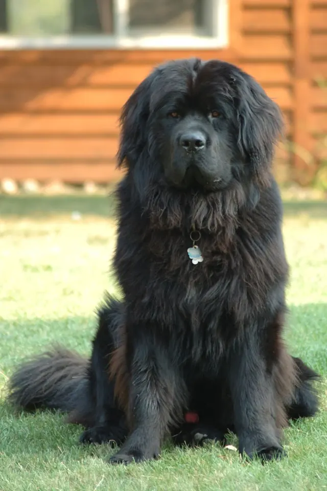Photo of the Newfoundland dog breed