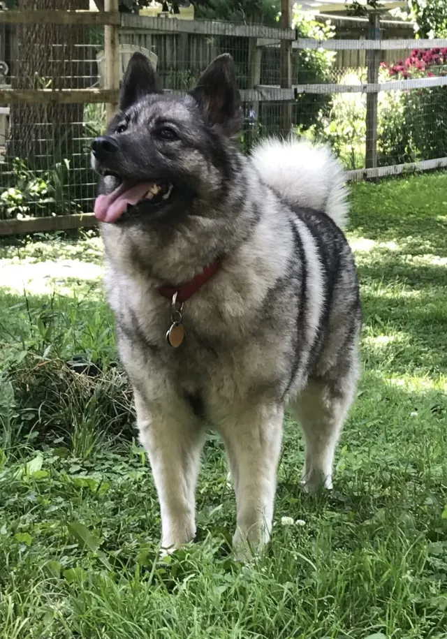 Photo of the Norwegian Elkhound dog breed