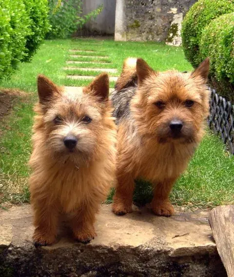 Photo of the Norwich Terrier dog breed