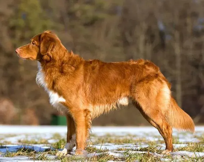 Photo of the Nova Scotia Duck Tolling Retriever dog breed
