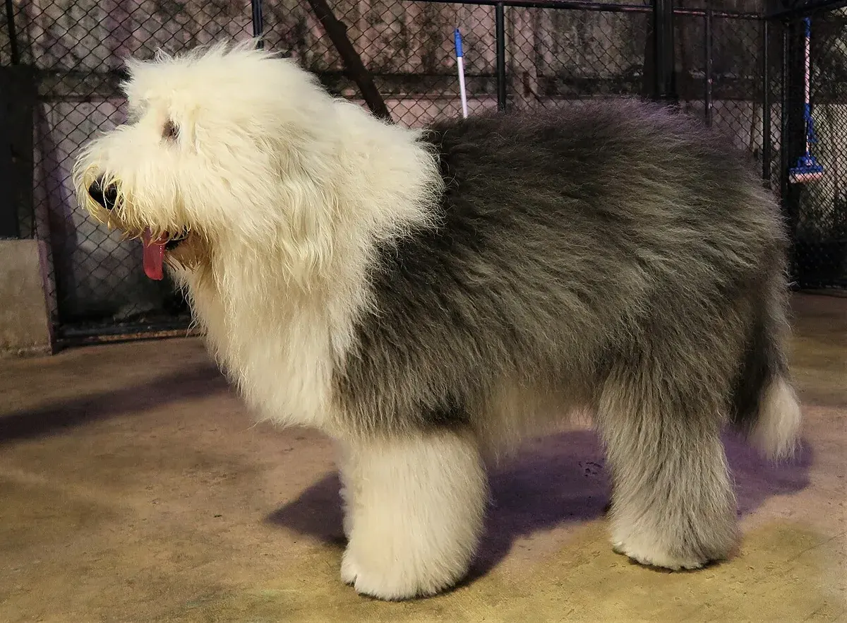 Photo of the Old English Sheepdog dog breed