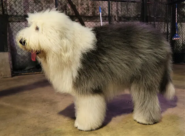 Photo of the Old English Sheepdog dog breed