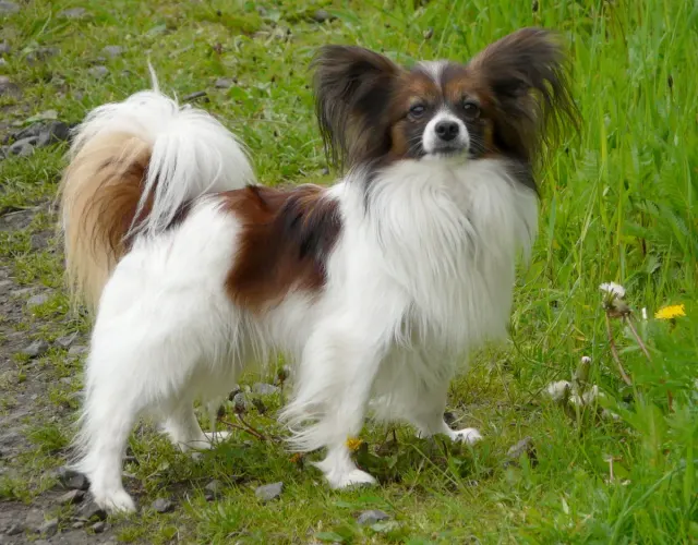 Photo of the Papillon dog breed
