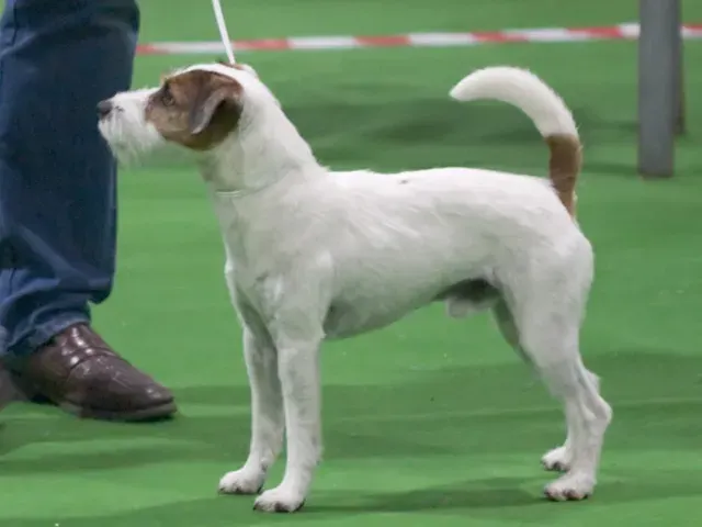 Photo of the Parson Russell Terrier dog breed