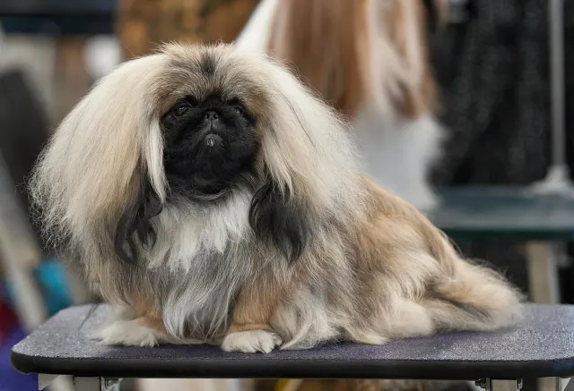 Photo of the Pekingese dog breed