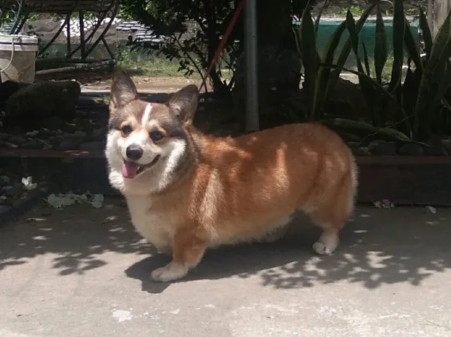 Photo of the Pembroke Welsh Corgi dog breed
