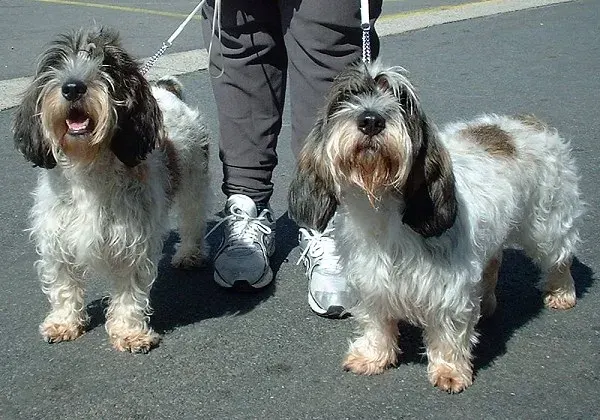 Photo of the Petit Basset Griffon Vendéen dog breed
