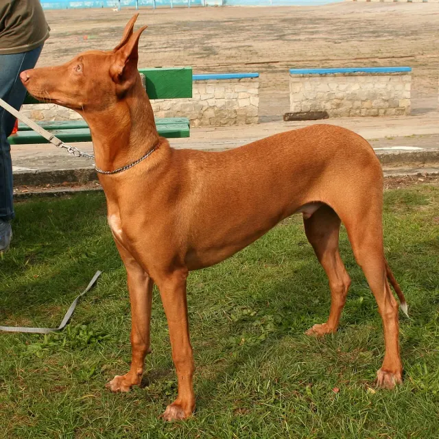 Photo of the Pharaoh Hound dog breed