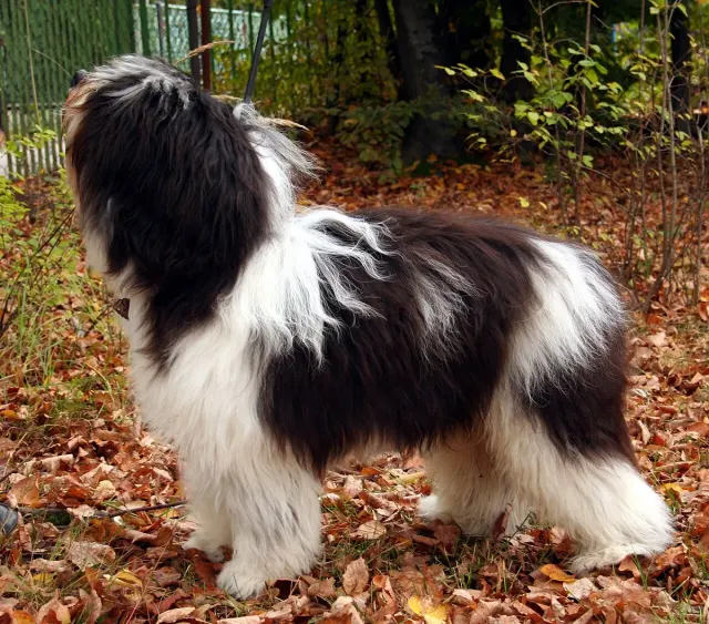 Photo of the Polish Lowland Sheepdog dog breed