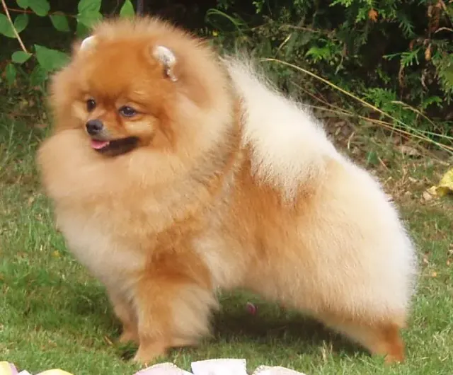 Photo of the Pomeranian dog breed