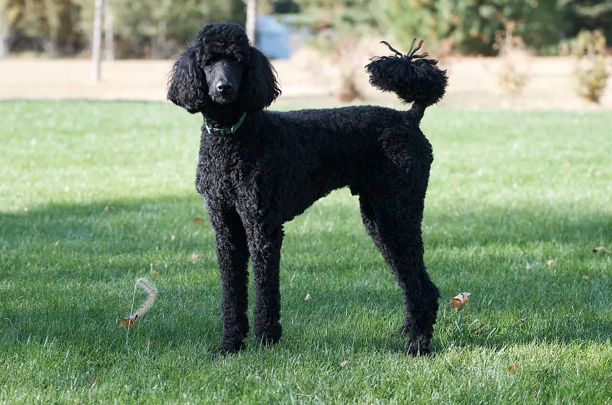Photo of the Poodle dog breed
