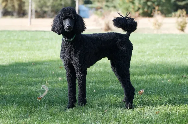Photo of the Poodle dog breed
