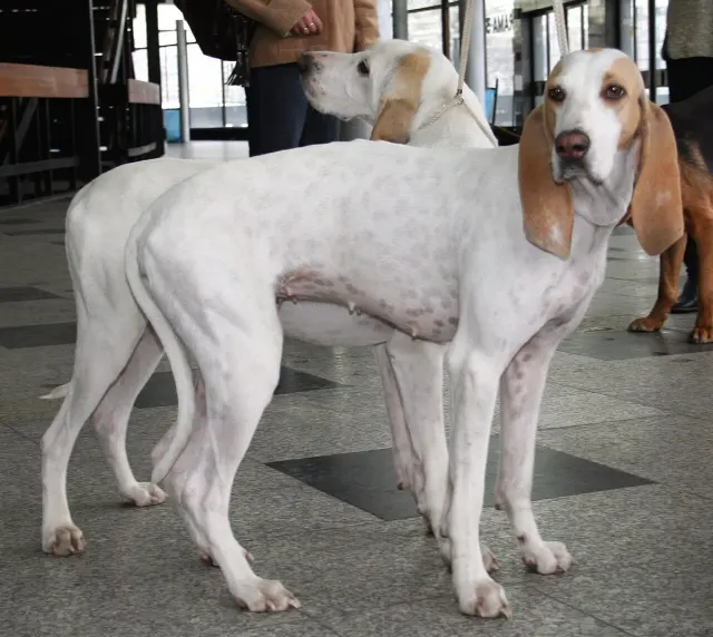 Photo of the Porcelaine dog breed