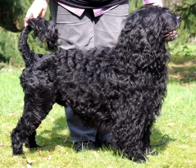 Photo of the Portuguese Water Dog dog breed