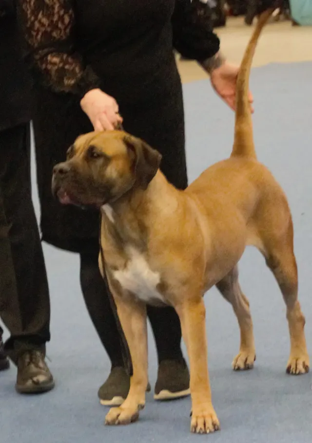 Photo of the Presa Canario dog breed