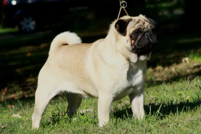 Photo of the Pug dog breed