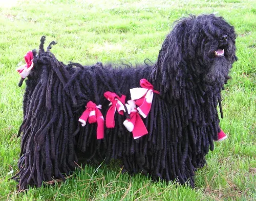 Photo of the Puli dog breed