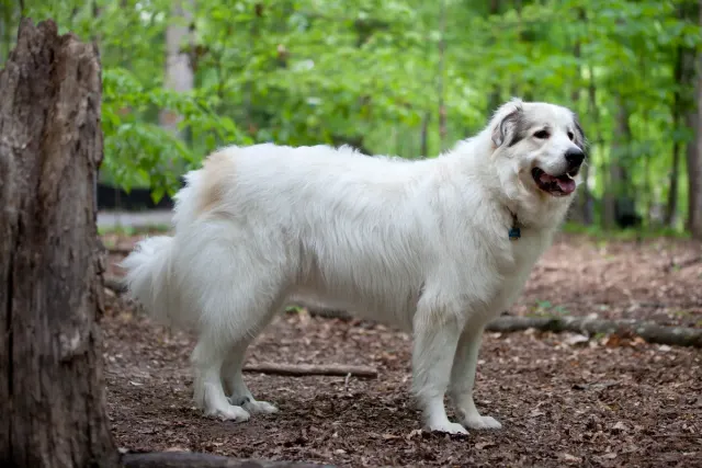 Photo of the Pyrenean Mountain Dog dog breed